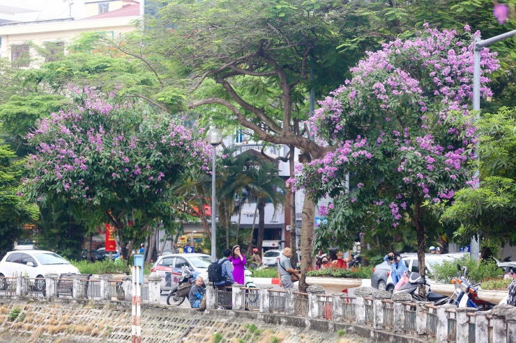 Nhiều cây bằng lăng hoa nở dày đặc, phủ kín cả cây che hết màu xanh của lá