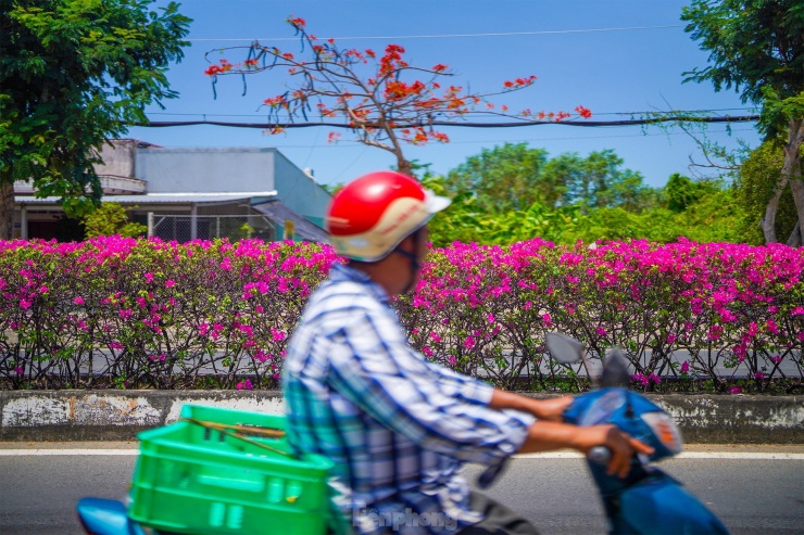 Những loài hoa nhiệt đới như giấy, phượng... đua nhau khoe sắc dọc tuyến đường trung tâm huyện Cần Giờ.