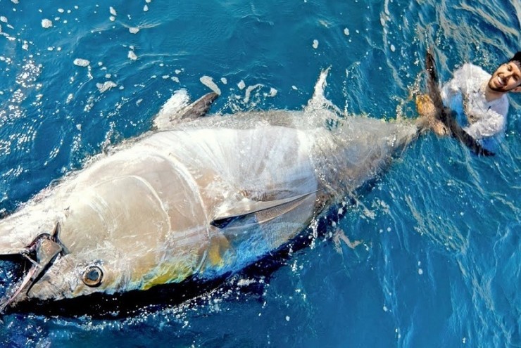 Người đàn ông câu được con cá ngừ khổng lồ nặng 360kg trên biển