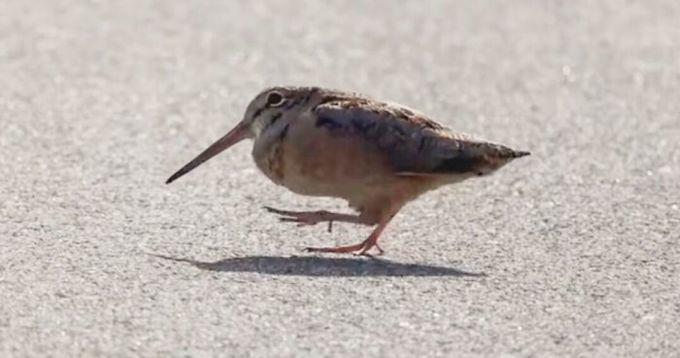 Loài chim đáng yêu, có dáng đi không lẫn vào đâu được này có tên là American Woodcock.