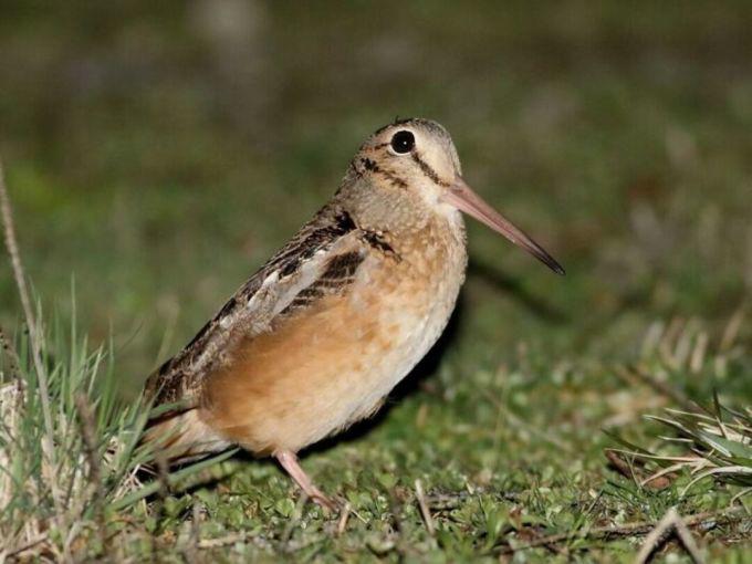 American Woodcock là thành viên duy nhất trong họ của nó có nguồn gốc từ Bắc Mỹ, cùng với bảy loài khác được tìm thấy ở Châu Âu và Châu Á.