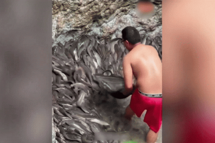 Thong dong chọn hàng trăm con cá trong 'hố đen'