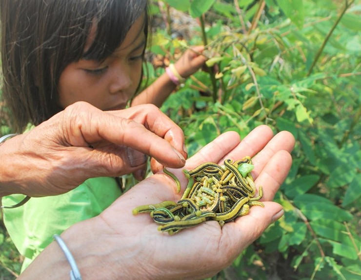 Thời điểm sau những cơn mưa trái mùa đổ xuống,&nbsp;trên những cành muồng chi chít sâu bám khắp nơi, ăn trụi cả lá.
