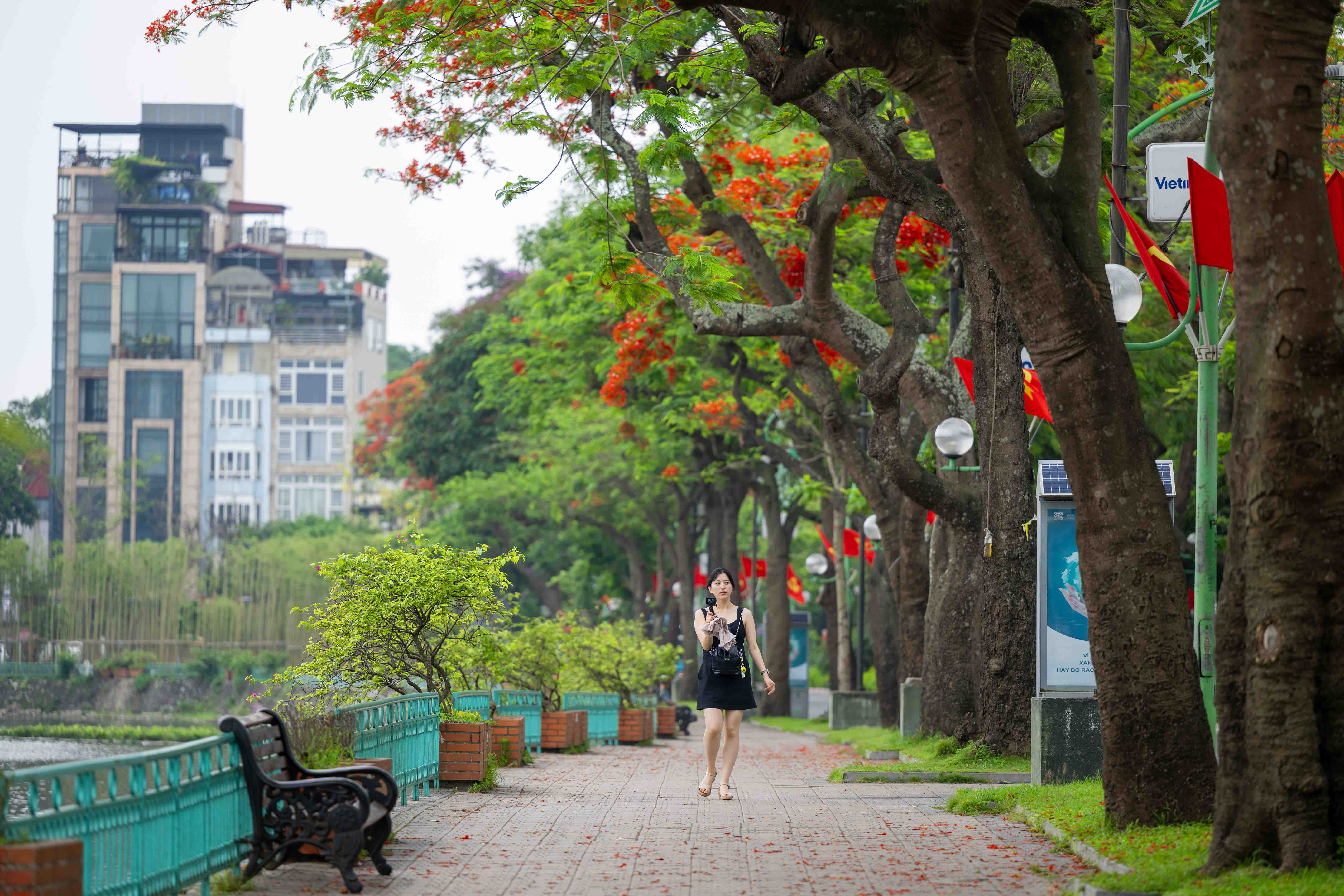 Những cây phượng vĩ được trồng trên đường Thanh Niên nở rộ mỗi khi hè về. Đường Thanh Niên còn được biết đến là một trong những con đường trồng nhiều phượng vĩ nhất Hà Nội.