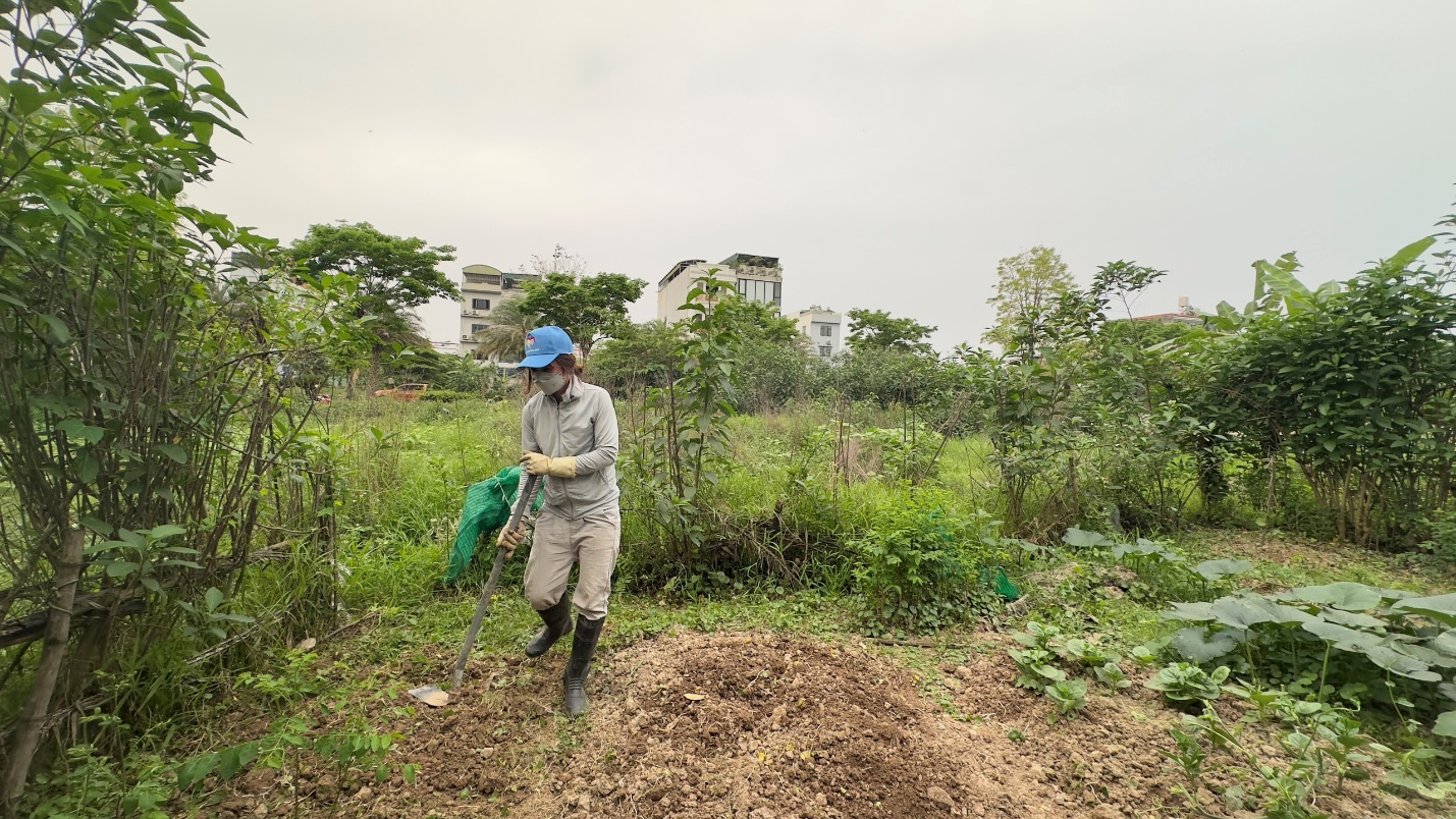 Người sử dụng đất trồng lúa được chuyển đổi cơ cấu cây trồng, vật nuôi trên đất trồng lúa nhưng không làm mất đi điều kiện cần thiết để trồng lúa trở lại theo quy định của pháp luật về trồng trọt. (Ảnh: X.L)