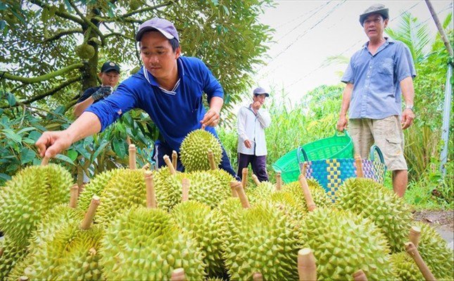 Quy trình sản xuất thiếu tiêu chuẩn khiến sản phẩm có nguy cơ mất cơ hội xuất khẩu