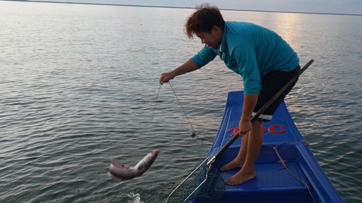 Anh Nguyễn Nghi (ngụ huyện Phú Tân, tỉnh Cà Mau) chia sẻ: “Đánh câu này chủ yếu dính cá ngát, cá đuối,…Các lưỡi câu cách nhau không tới gang tay để cá đi ngang qua là dính…”.