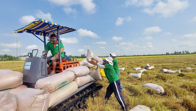 Nhiều doanh nghiệp Việt thường ký hợp đồng mua bán gạo với đối tác nước ngoài sau đó mới tiến hành thu mua nên gặp khó trong trường hợp giá lúa trong nước biến động.