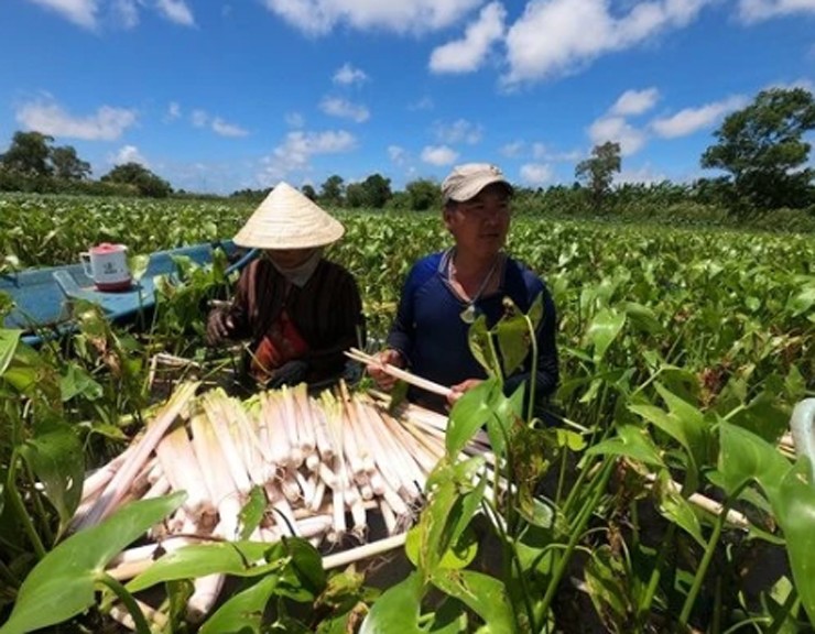 Và rau mác giờ đây cũng là nguồn thu nhập nho nhỏ giúp bà con thôn quê cải thiện cuộc sống.
