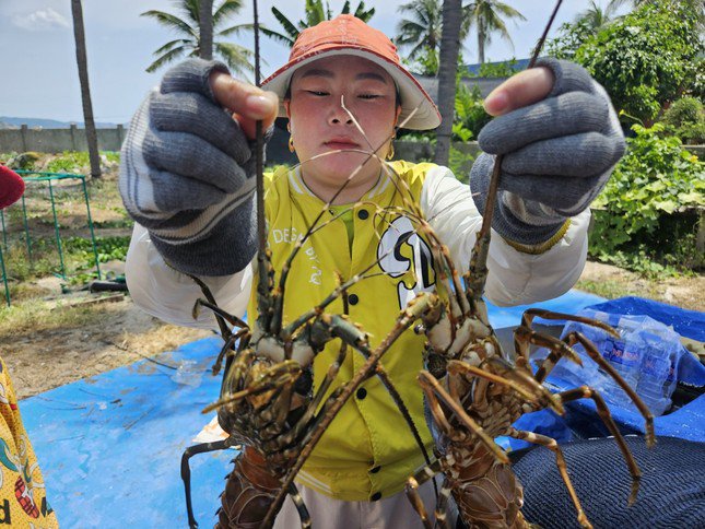 Tôm hùm vừa mới thả nuôi hay đến tuổi xuất bán của người dân xã Xuân Thịnh đều bị chết.