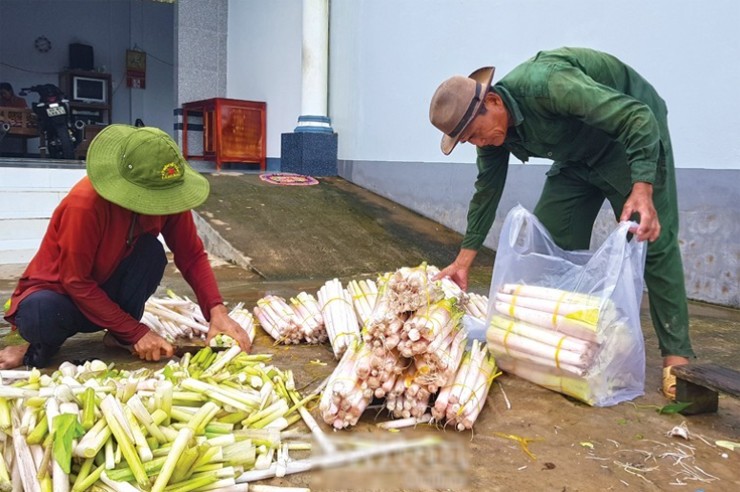 Trên thị trường, rau mác có giá khoảng 70.000 đồng/kg. Vì là rau mọc tự nhiên, lại ngon và lạ miệng nên luôn trong tình trạng &#34;cháy&#34; hàng.
