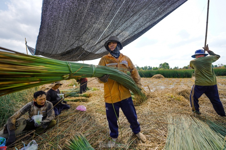 Giống cỏ dễ trồng, cho thu nhập hàng trăm triệu đồng - 3