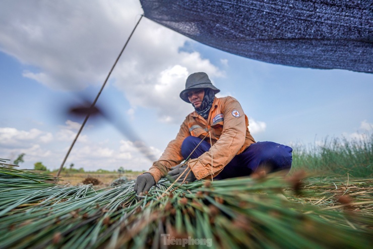 Những năm gần đây, người dân trồng cỏ bàng phấn khởi bởi giá thương lái thu mua tương đối cao. Mỗi năm, người dân thu lãi hàng trăm triệu đồng.