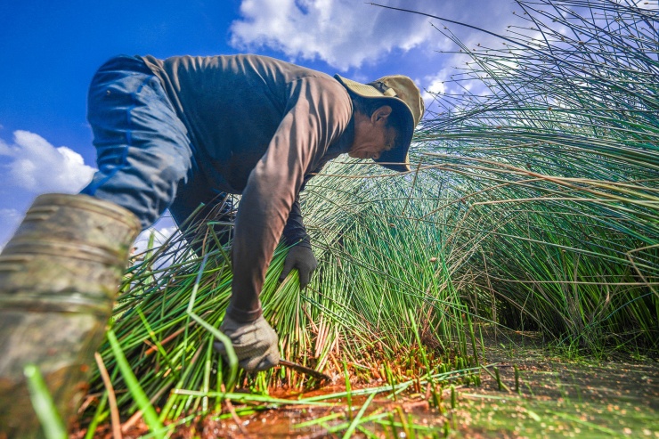 Ông Ngô Văn Đẫm (xã Mỹ Hạnh Bắc, huyện Đức Hòa) cho biết: “ Nghề này từ ông, cha truyền lại cho tôi, trồng riết nên quen, khó bỏ dù nơi đây bây giờ nhà máy xí nghiệp rất nhiều. Vụ này, tôi xuống giống gần 6ha và bắt đầu thu hoạch từ tháng 4 đến nay”.