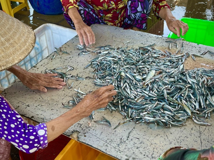 Công việc được nhiều phụ nữ lớn tuổi lựa chọn là phân loại cá cơm. Hàng chục người được chia thành từng tốp nhỏ và phân loại cá cơm theo kích thước.