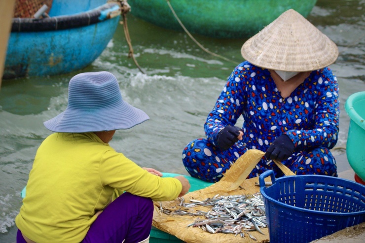 Cá cơm vừa được đưa lên bờ đã được những người phụ nữ chờ sẵn để thực hiện công việc. Một số người đã chờ tàu về từ 1h sáng với mong muốn tranh thủ kiếm thêm thu nhập vào mùa cá cơm.