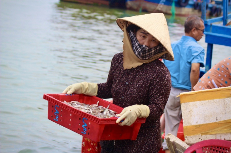 Cá cơm được đánh bắt gần bờ nên ngư dân thường xuất bến từ chiều hôm trước, đến sáng hôm sau cho tàu về bến bán cá.