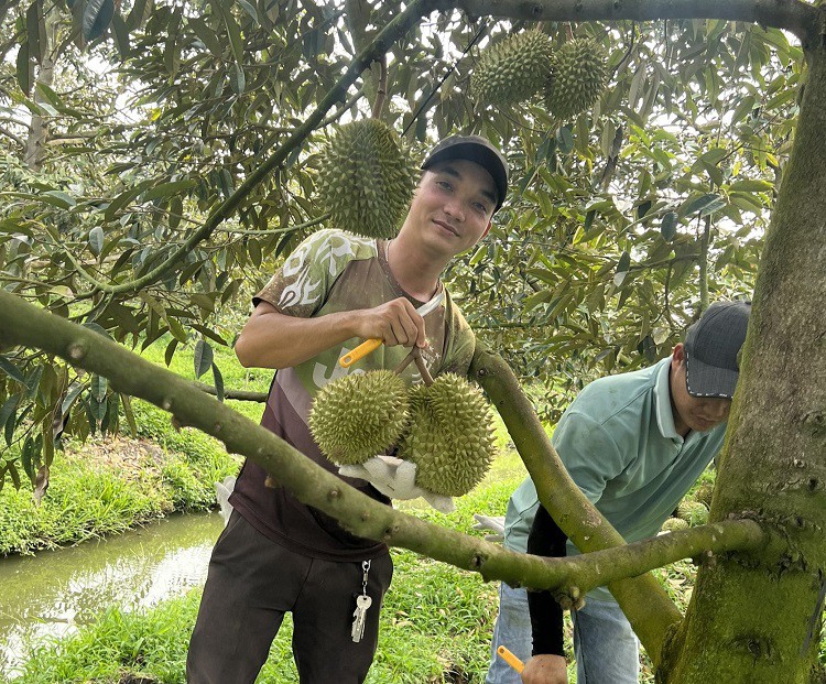 Thợ gõ sầu riêng tính tiền theo ngày công có thu nhập thấp hơn thợ gõ sầu riêng tính tiền theo cân nhưng bớt rủi ro hơn.