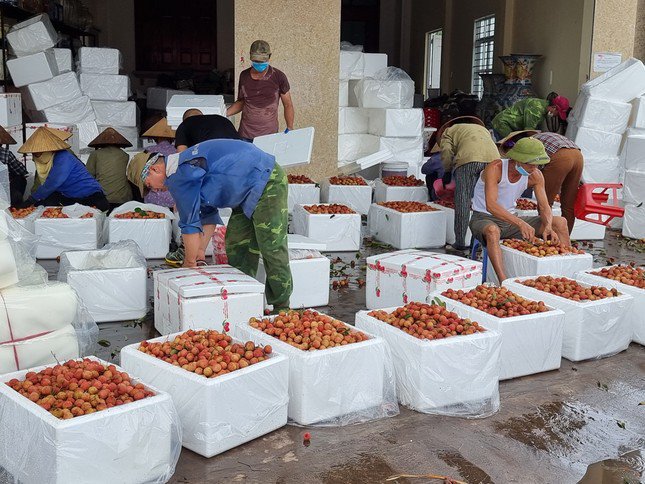 Dự tính xuất khẩu vải có thể giảm cả nghìn tỷ đồng trong năm nay.