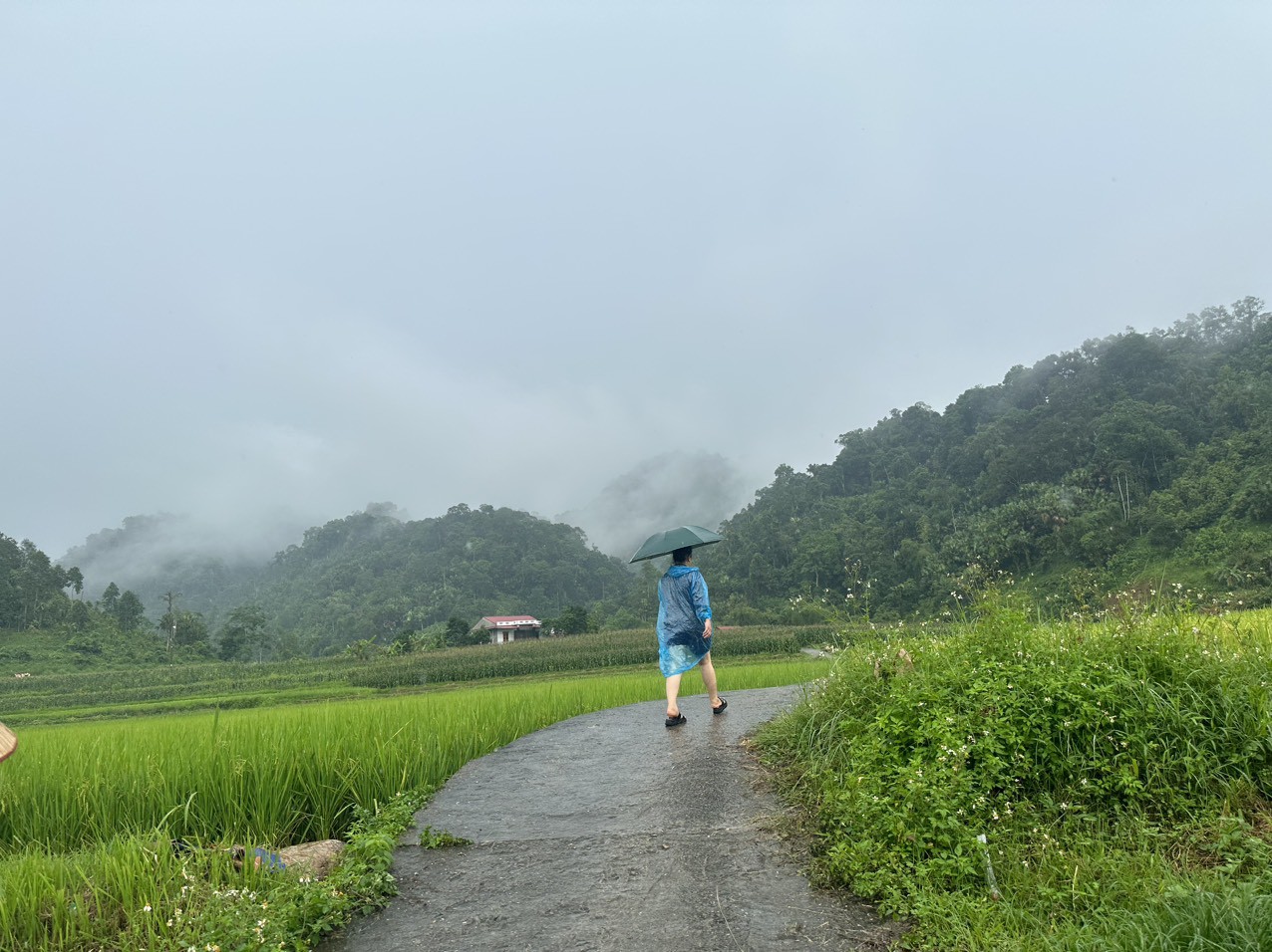 Con đường dẫn vào nhà anh T.