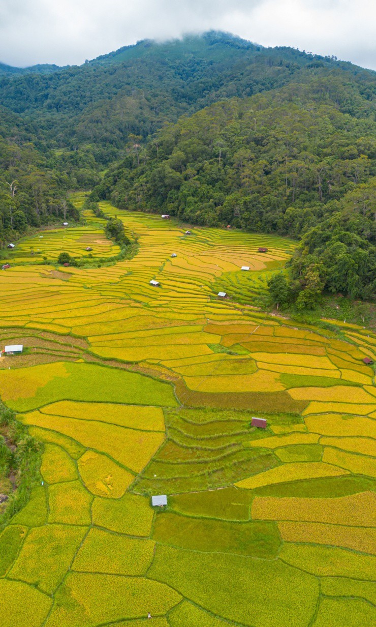 Mùa vàng trên ruộng bậc thang Măng Đen - 4