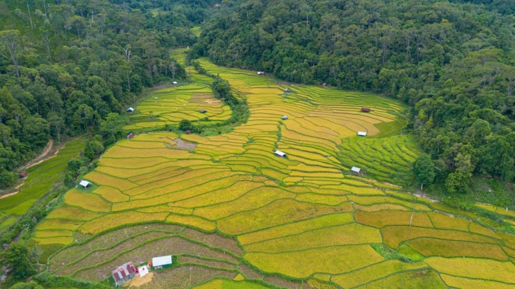 Mùa vàng trên ruộng bậc thang Măng Đen - 1