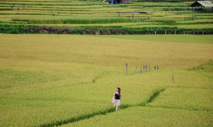 Mùa vàng trên ruộng bậc thang Măng Đen - 6