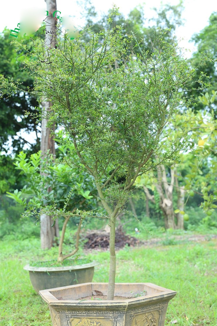 Mỗi cây chanh ngón tay trưởng thành thường được bán giá từ vài triệu để cả chục triệu đồng.