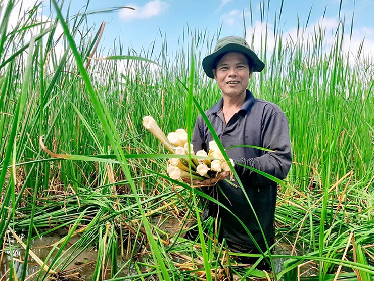 Lứa này thu hoạch xong sẽ &#34;mọc con&#34; cho ra lứa mới tiếp nối nên thu hoạch được gần như quanh năm.
