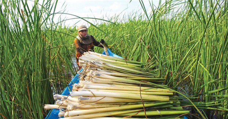 Trên chợ mạng và các sàn thương mại điện tử, bồn bồn tươi có giá 50.000-70.000 đồng/kg, dưa bồn bồn lên tới 115.000 đồng/kg.&nbsp;
