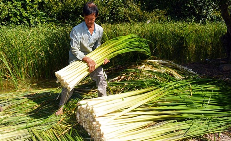 Trước đây, cây bồn bồn mọc dại khắp nơi, rễ thả nổi như rau muống và lá dài giống sả.
