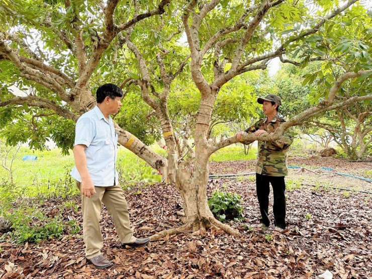 Nhờ trồng nhãn tiêu da bò, gia đình ông Nguyễn Văn Tiến (phải) có nguồn thu gần 500 triệu đồng mỗi năm.