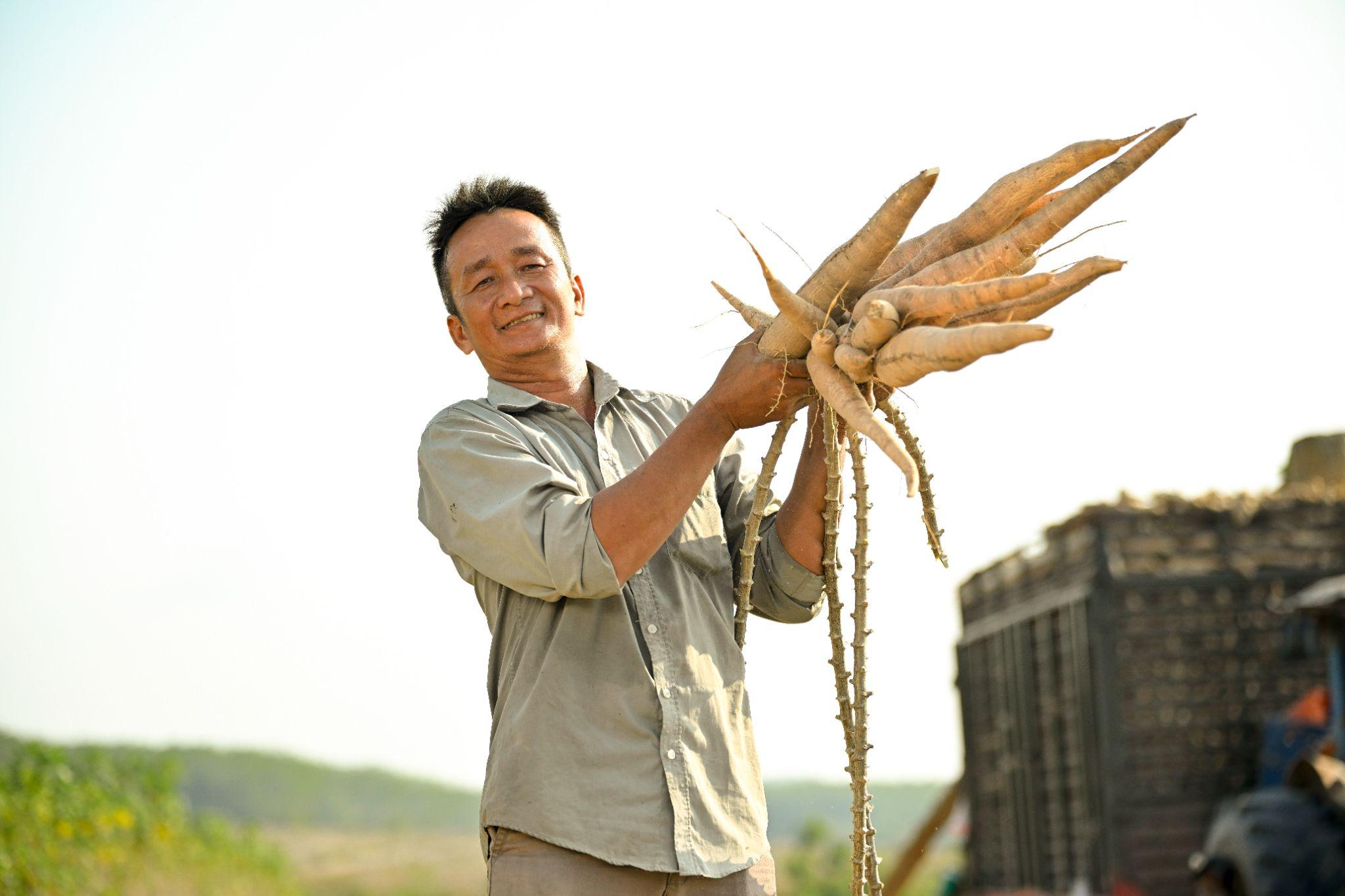 Ông Sơn thu hoạch khoai mì trồng trên cánh đồng thuộc Dự án Khoai mì bền vững.