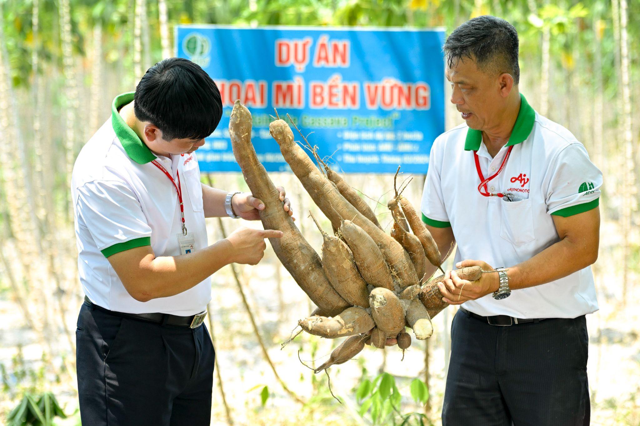 Dự án Khoai mì bền vững của Ajinomoto đã giúp nông dân vượt qua cảnh mất mùa.