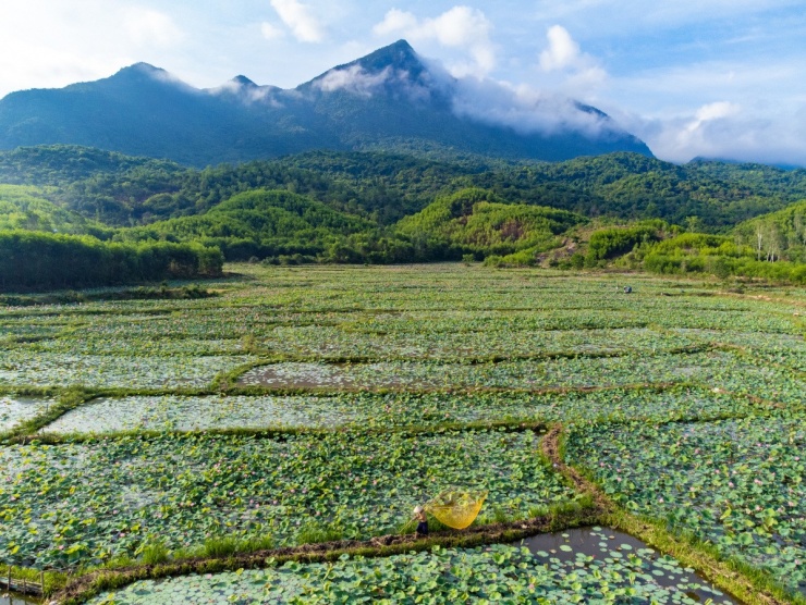 Mùa sen nở rộ ở Trà Lý - 1
