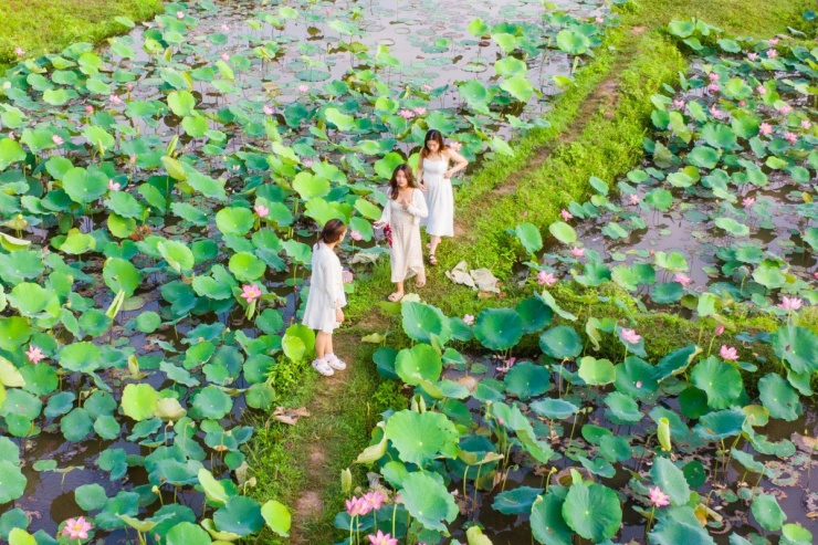 Mùa sen nở rộ ở Trà Lý - 7