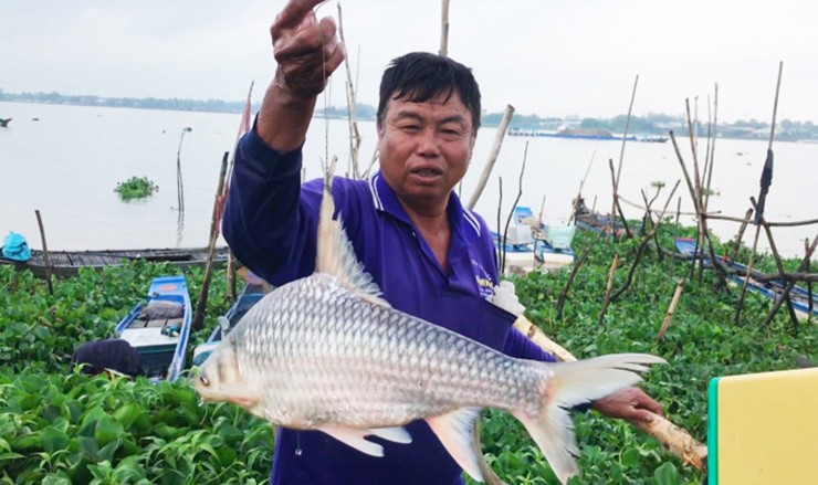 Những ngư dân giàu kinh nghiệm ở Vĩnh Long cho biết cá cóc thường sống theo đàn, sau mùa nước nổi là thời điểm dễ &#34;săn&#34; cá cóc nhất.&nbsp;
