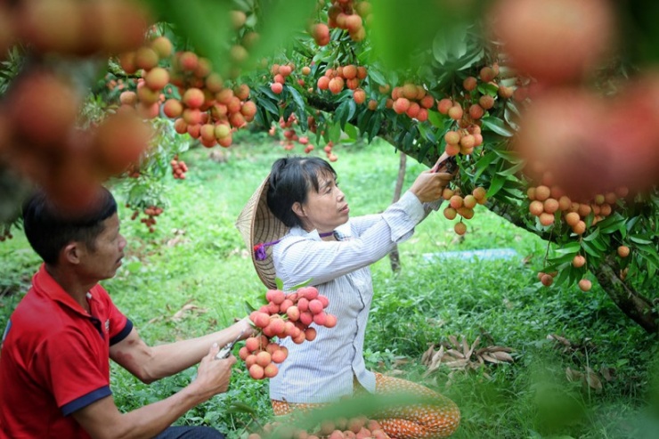 Dư địa thị trường xuất khẩu nông sản Việt là rất lớn cho các doanh nghiệp.