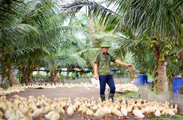 Nuôi vịt theo kiểu dựng mô hình trên mặt ao,&nbsp;anh Phan Trung Tuyến thu lãi hàng trăm triệu đồng mỗi năm.