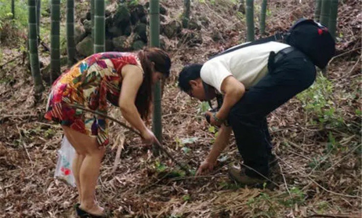 Lên núi tìm trùng thảo ve sầu, đem bán hốt ngay bạc triệu - 3