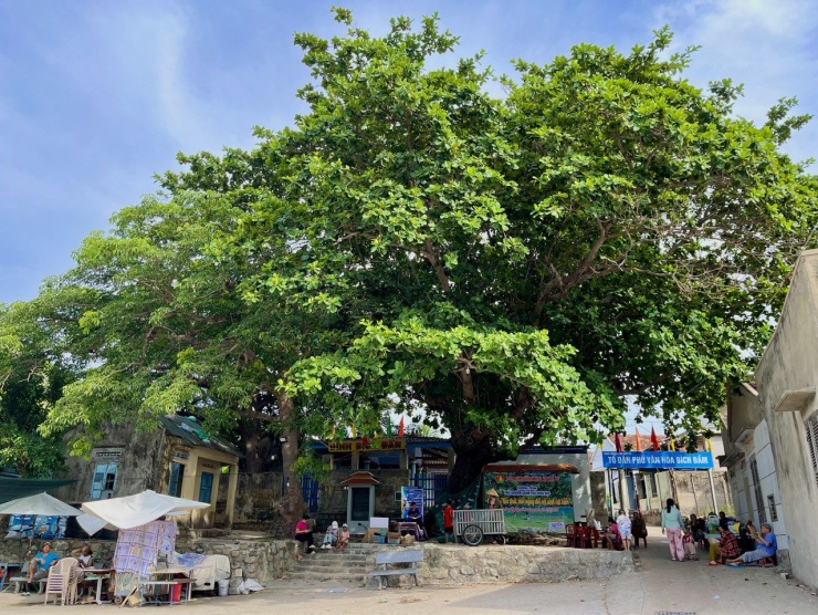 Cây bàng cổ thụ hơn trăm tuổi là nơi tập trung, sinh hoạt mang đậm hơi thở cuộc sống của người dân đảo Bích Đầm bao đời nay. Nhiều du khách đến đây cũng ngồi dưới tán bàng để cảm nhận sự bình yên.