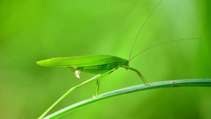 Thịt muồm muỗm chín thơm và béo ngậy, cái vị béo ngậy ấy dù khó diễn tả nhưng không bao giờ quên được.
