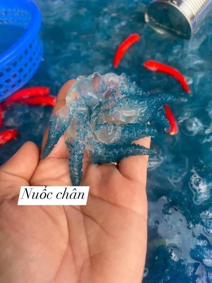 Còn phần nuốt chân có độ giòn sần sật thì được tận dụng làm nguyên liệu cho các món gỏi, bún giấm,…
