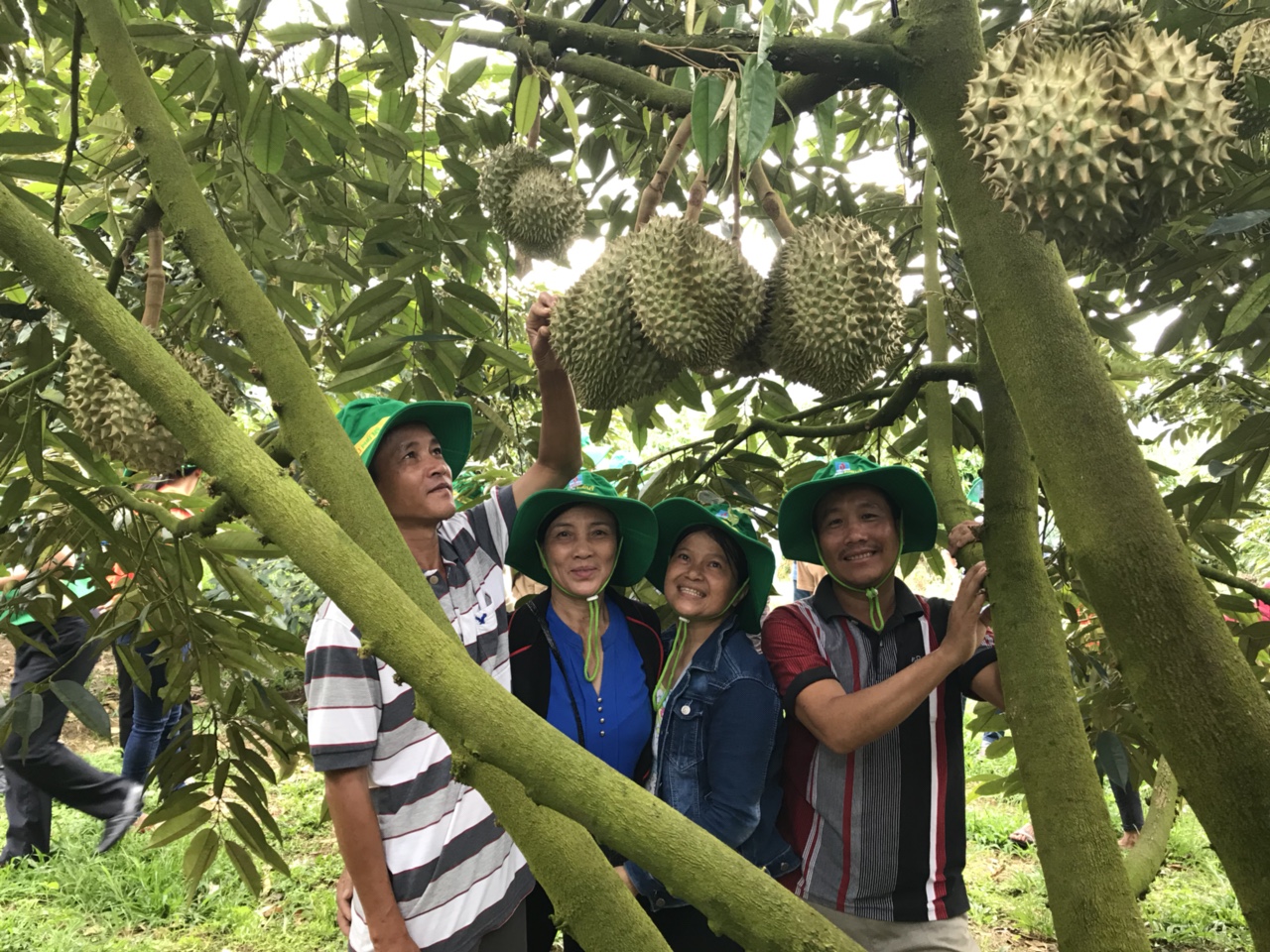 Phân bón Phú Mỹ: Bí quyết cho cây dưa và sầu riêng ở miền Trung – Tây Nguyên những mùa bội thu  - 1