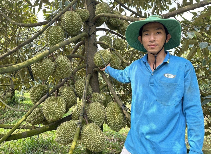 Thạc sĩ loại giỏi về quê làm vườn, kiếm tiền tỷ mỗi năm. Ảnh: Báo Vietnamnet.