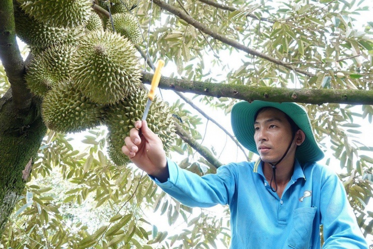 Khu vườn được trồng với kỹ thuật hợp lý, quả đạt chất lượng cao