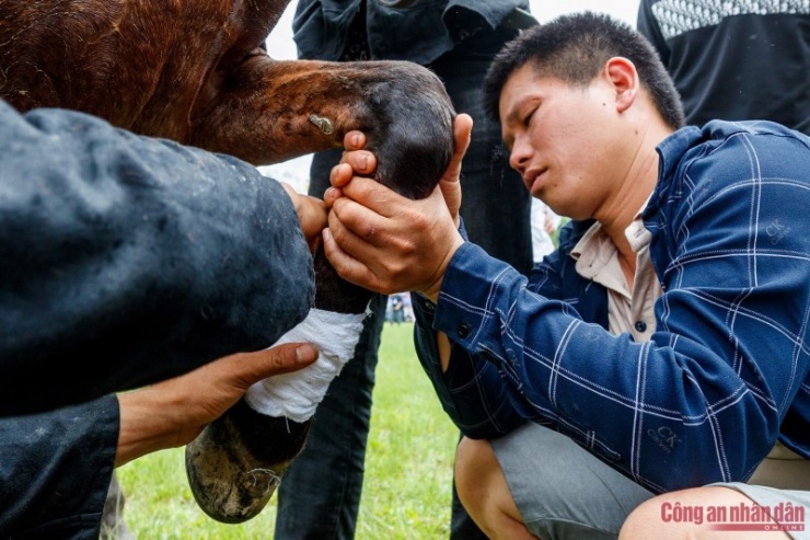 Việc kiểm tra phải thật kỹ để khi bước vào đua, ngựa có đủ khả năng bứt tốc.