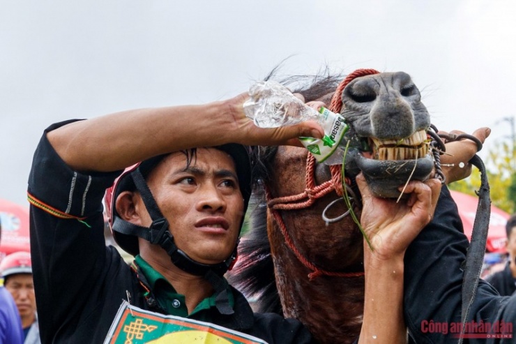 Một nài ngựa cho ngựa uống nước tại cuộc đua.