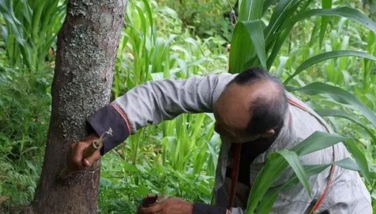 Vào rừng săn “nước mắt của cây”: Người liều mới dám làm, 1kg thu về bạc triệu - 2