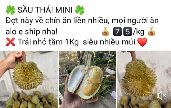 Sầu Thái mini giá rẻ rao bán trên chợ mạng&nbsp;